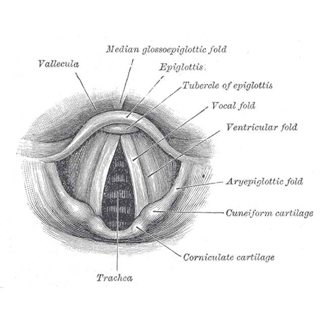 glottis